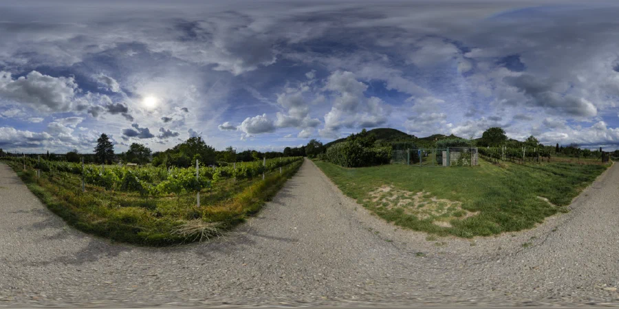 Dossenheim - Vineyards